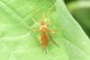 Theronia atalantae